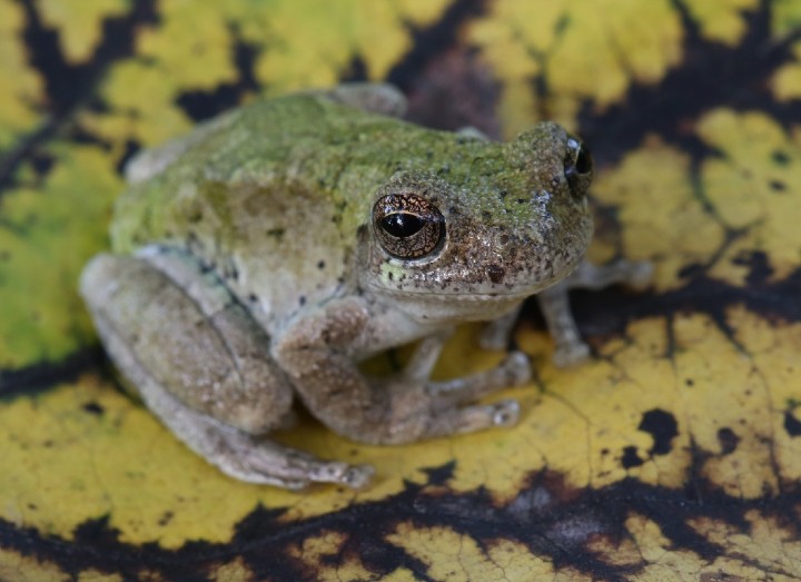 Bird-voiced Treefrog